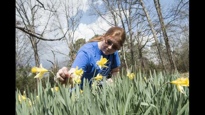 20160301war-nt daffodil-fest180 1-copy-870x579 