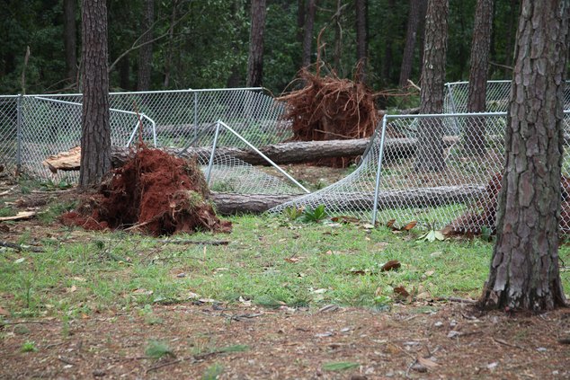 Hurricane Irma - dog park