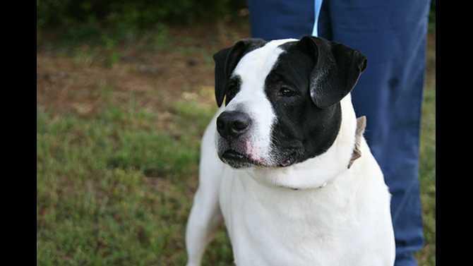 King-previously-owned-by-Bobby-Weaver-who-has-been-missing-since-September-needs-a-new-home-2