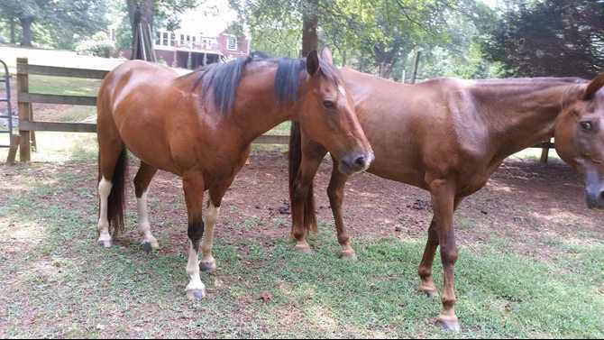 horse-rescue after WEB