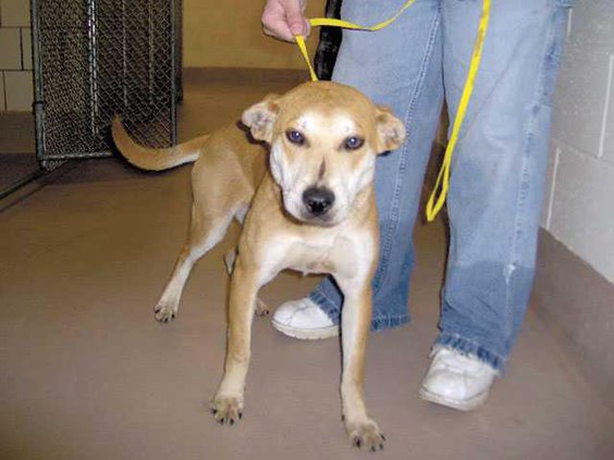 pet-of-the-week-HPIM0301