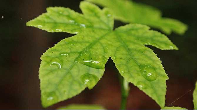 rain2sm