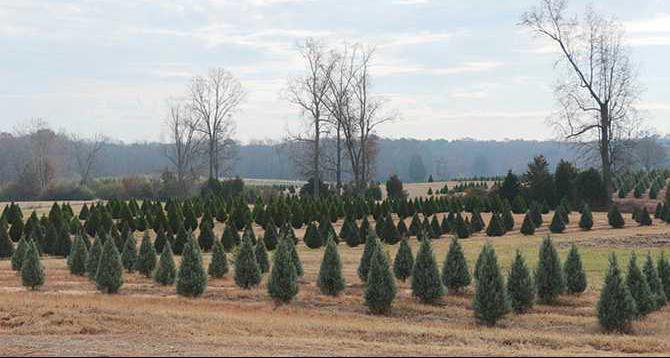 tree-farm-trees-CMYK