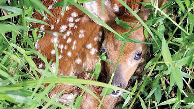 Wildlife-fest-photo-contest-finalist-Jim-McCallum-deer-August-8-Small