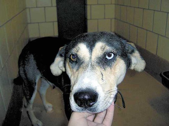 POTW---dog-with-eye-HPIM159