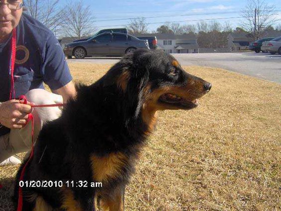 POTW-collie-shep-Tanner-HPI