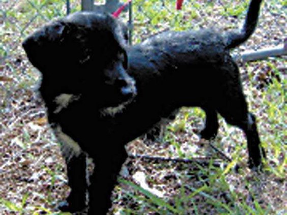 0613-POTW-terrier-mix
