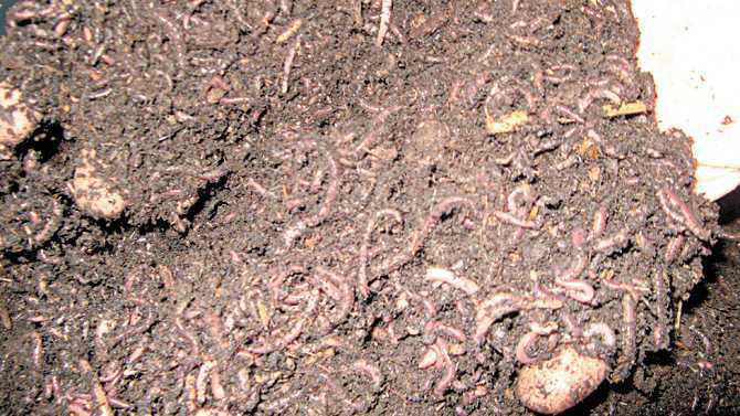 red wigglers - hands in worms