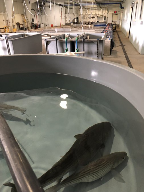 Striped Bass Fresh from the renovated Richmond Hill fish hatchery