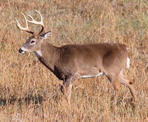 Buck side view