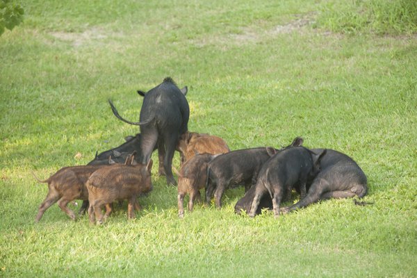 pigs