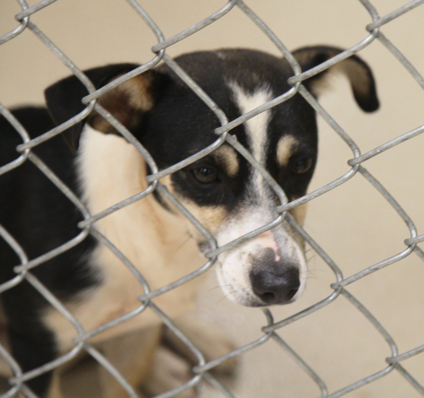 Newton County animal adoptions hit record in August The Covington News