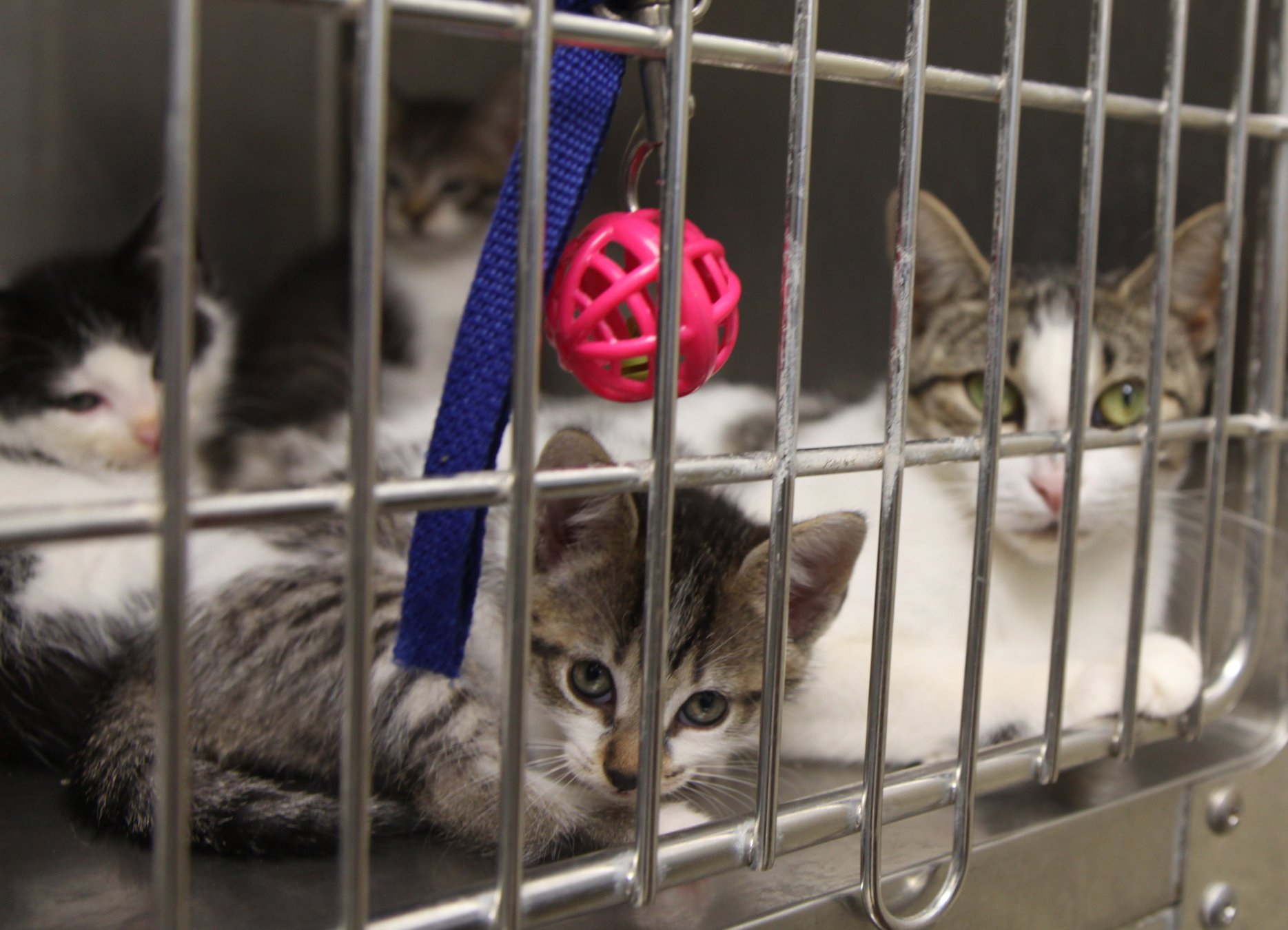 County reopens Newton animal shelter to public The Covington News