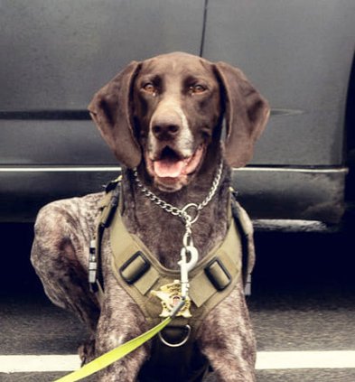 K-9 officer Tom Tom1