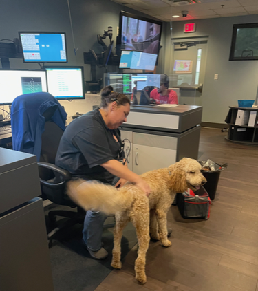 Therapy dog2
