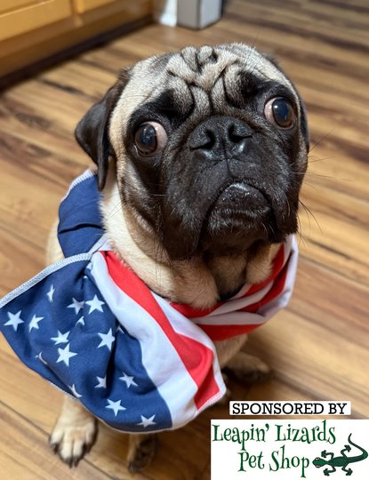 The Covington News brings back Patriotic Pet Contest in time for Independence Day