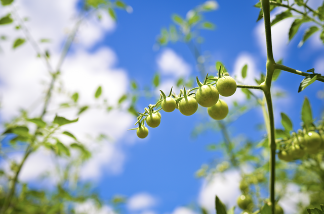 TOMATO TALK: Oxford College Organic Farm is a haven of the summer fruit