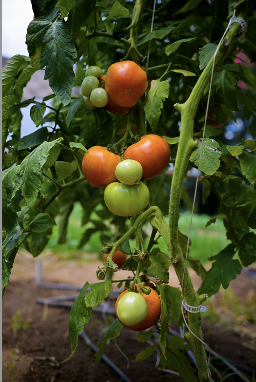 oxford tomatoes