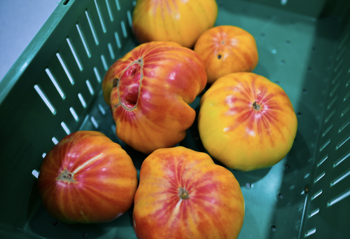 oxford tomatoes