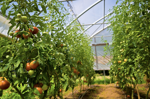 oxford tomatoes