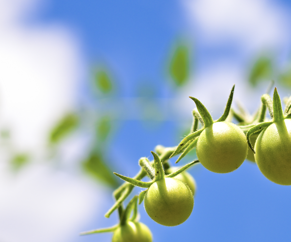 oxford tomatoes