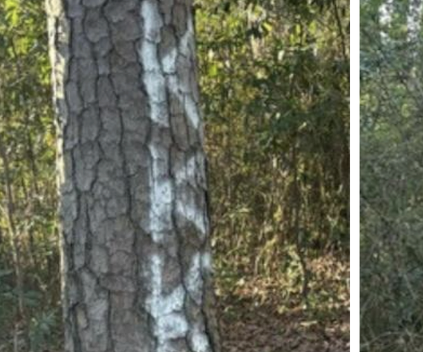 oxford vandalism jan 2026