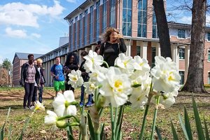 daffodil festival gsu