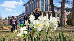 daffodil festival gsu