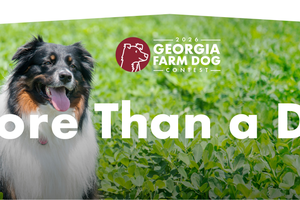 Georgia Farm Bureau Farm Dog