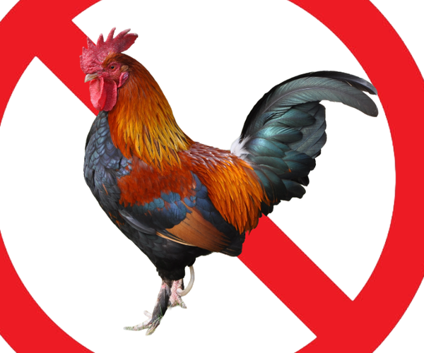 roosters