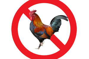 roosters
