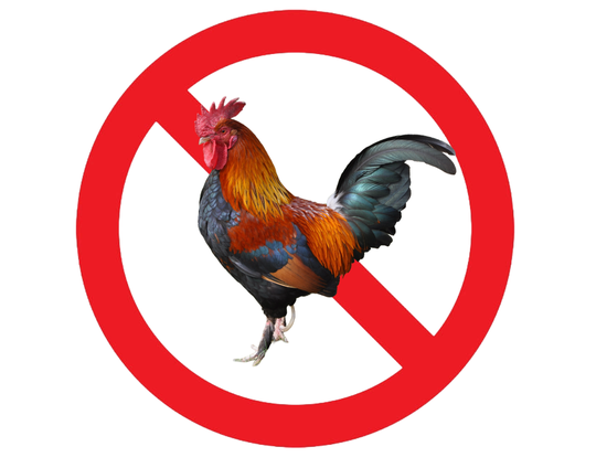 No more roosters? Chicken limitations discussed during Unified Development Ordinance work session